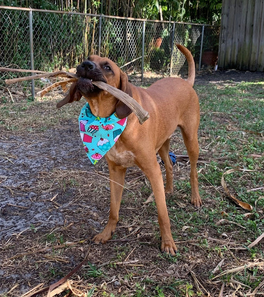 Birthday Dog Bandana