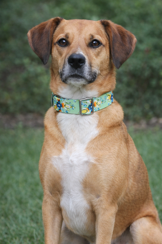 Green Floral Fabric Dog Collar