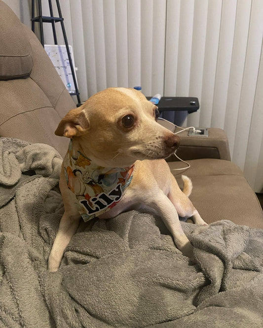 Fall Pumpkins Dog Bandana