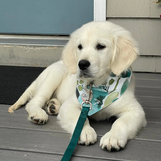 Teal Floral Dog Bandana