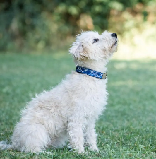Sharks Camo Dog Collar