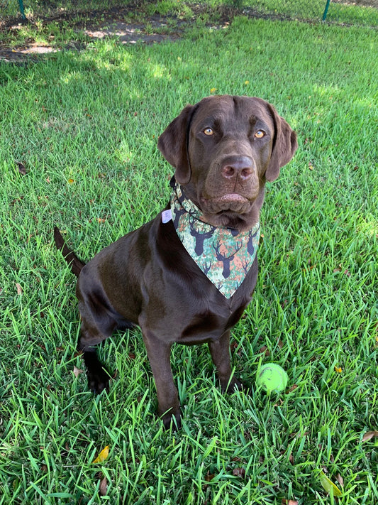 Hunting Dog Bandana