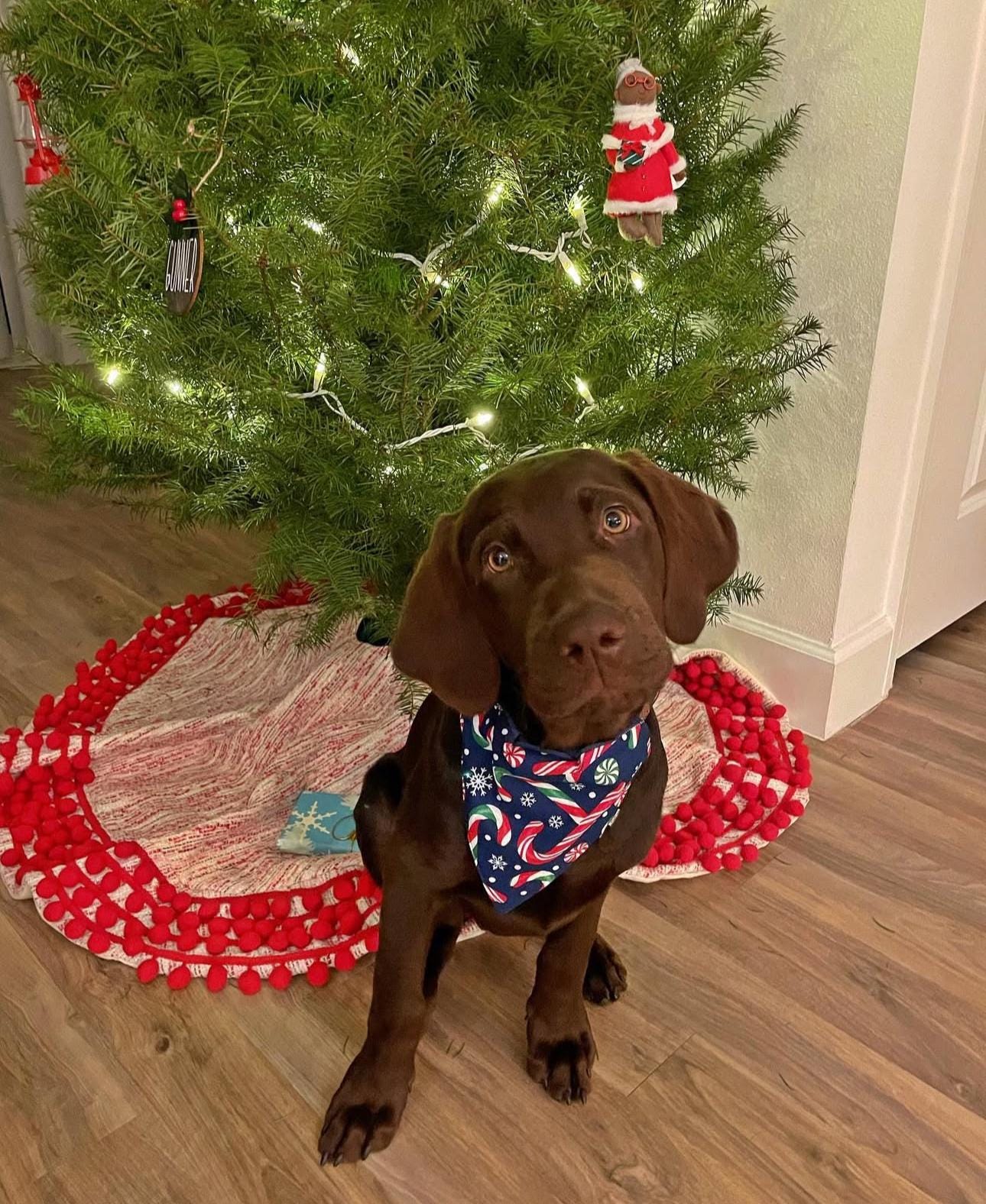 Candy Cane Dog Bandana