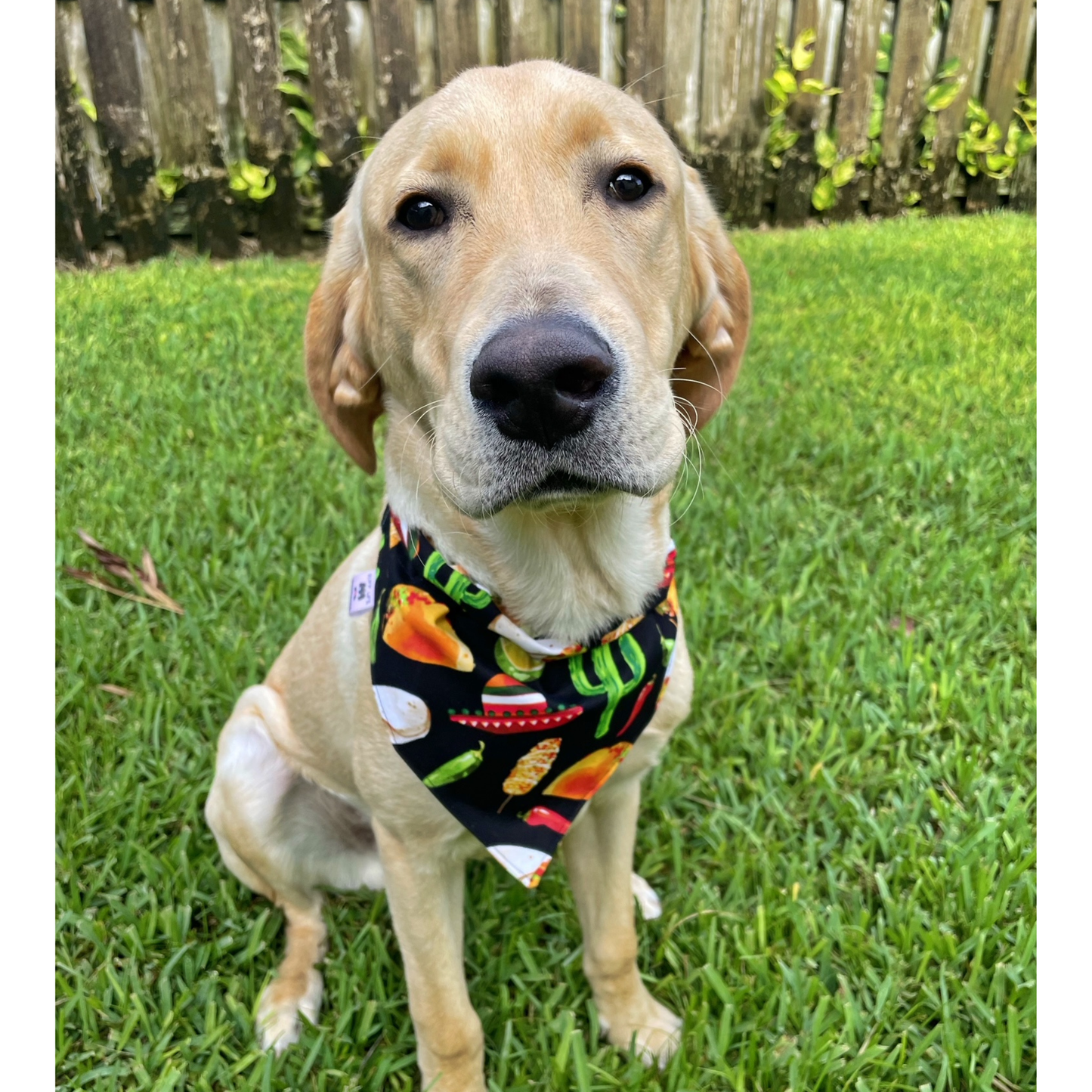 Taco Tuesday Dog Bandana
