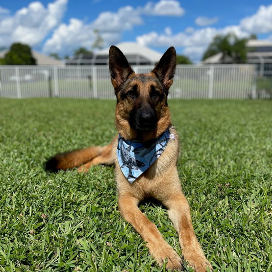 Sharks Dog Bandana