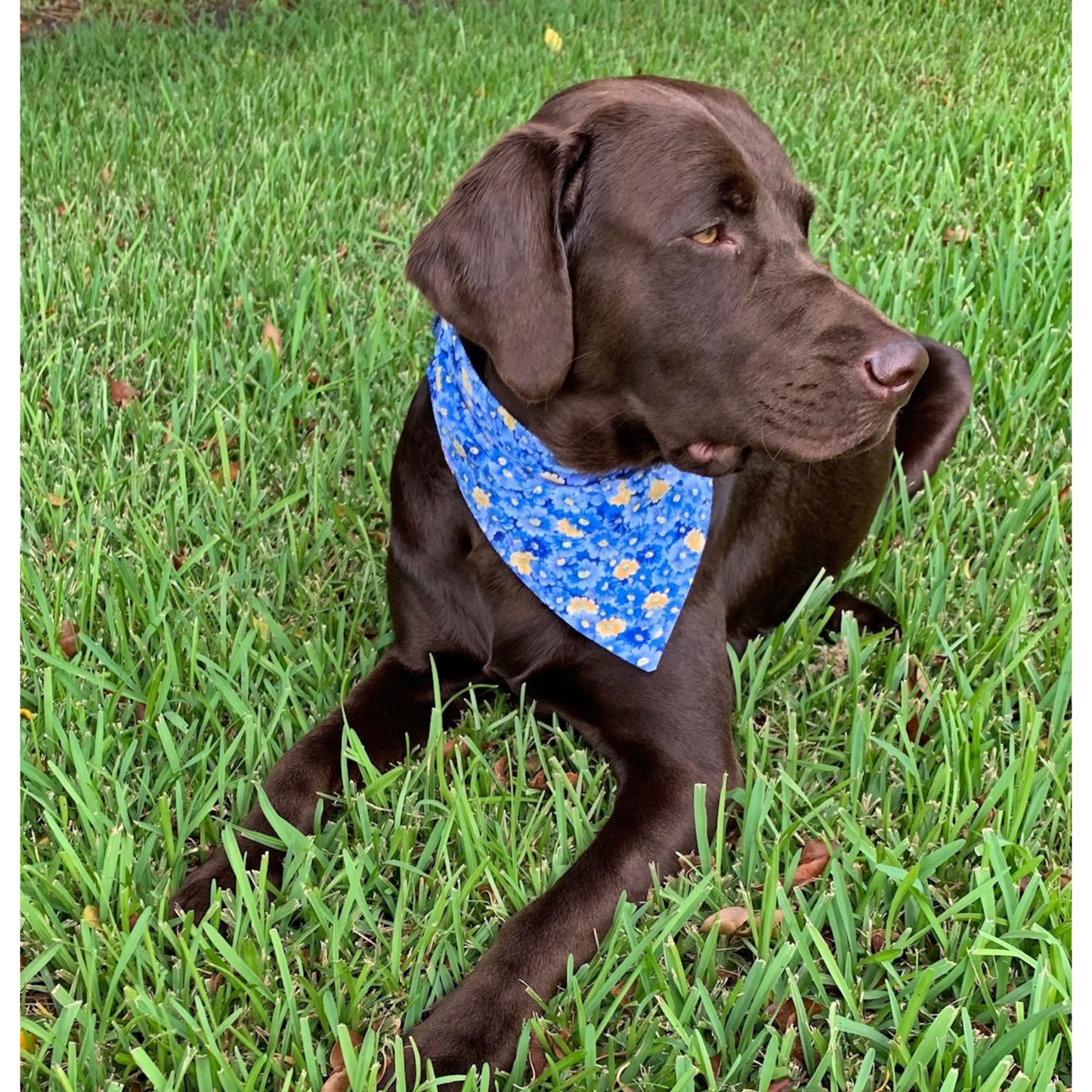Blue Jean Baby Dog Bandana