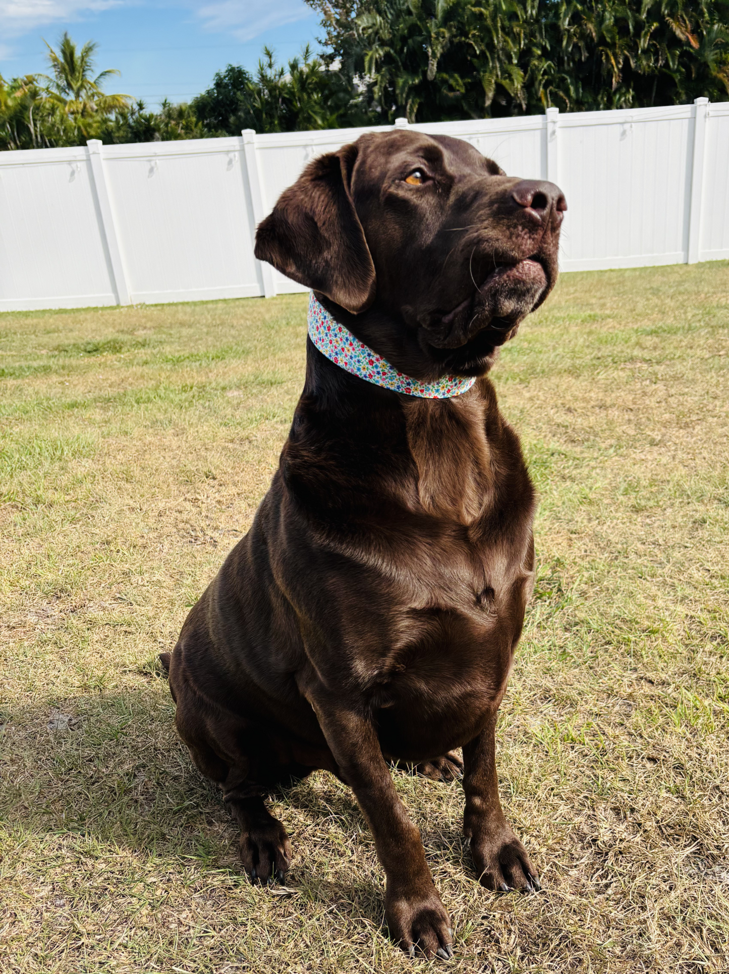 Mini Floral Fabric Dog Collar
