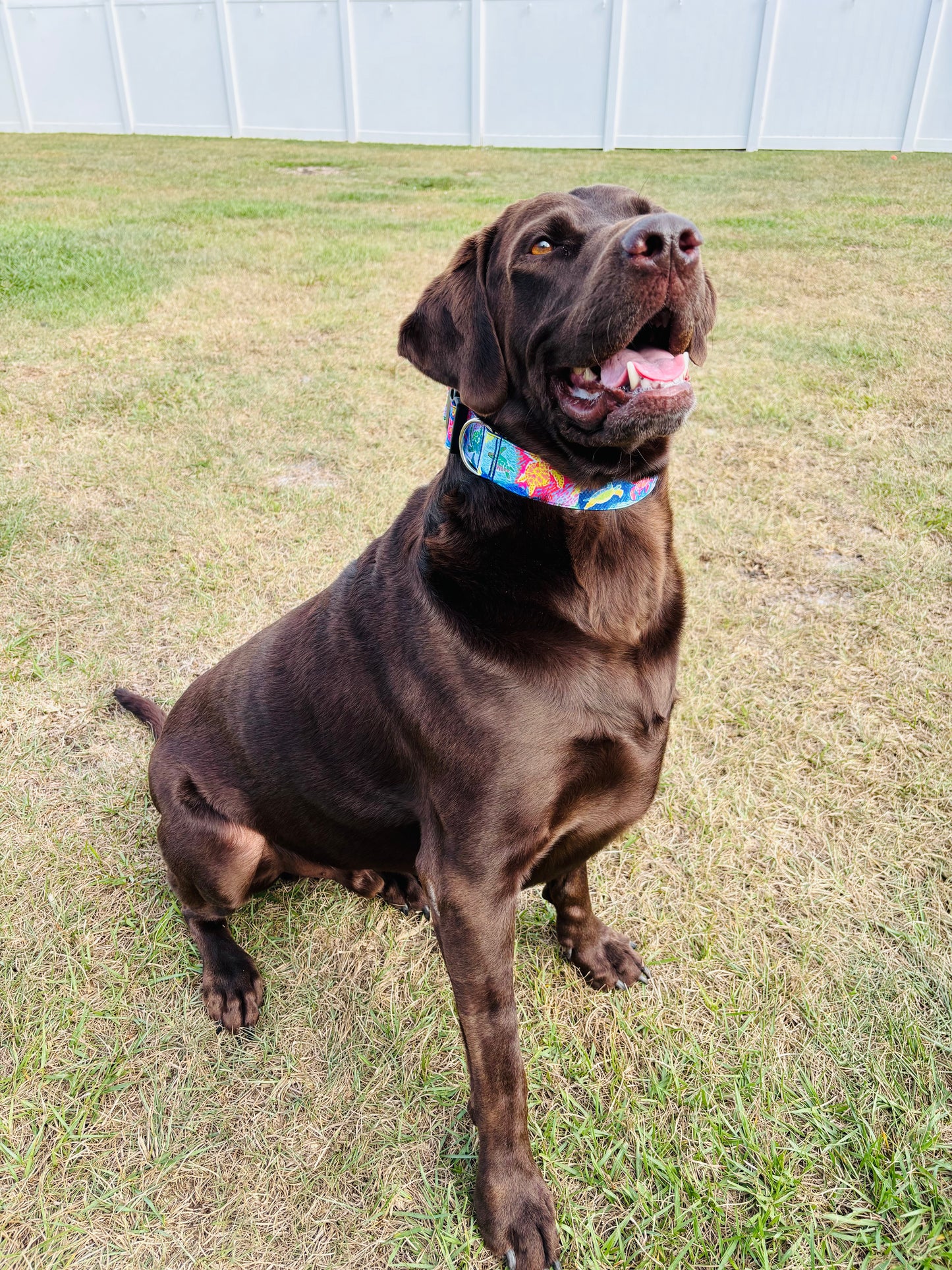 Sea Turtle Tie Dye Dog Collar