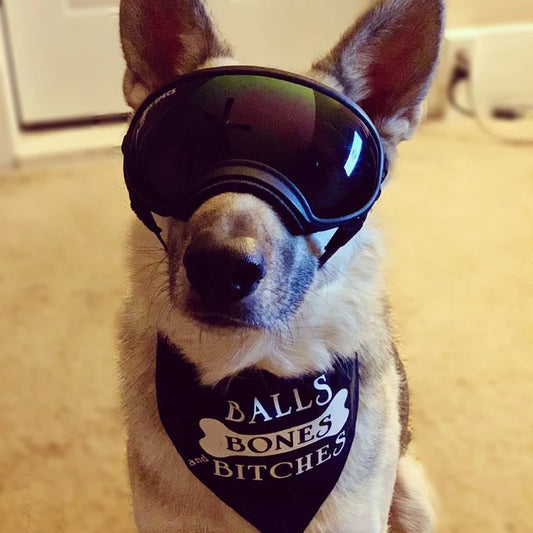 Balls Bones and Bitches Dog Bandana