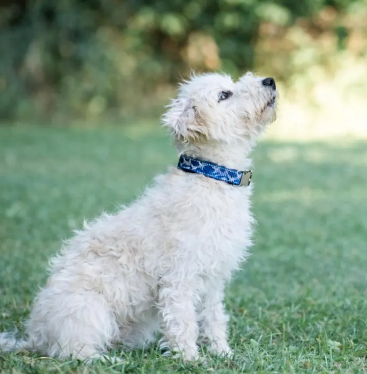 Sharks Camo Dog Collar